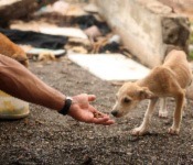 Animal Welfare